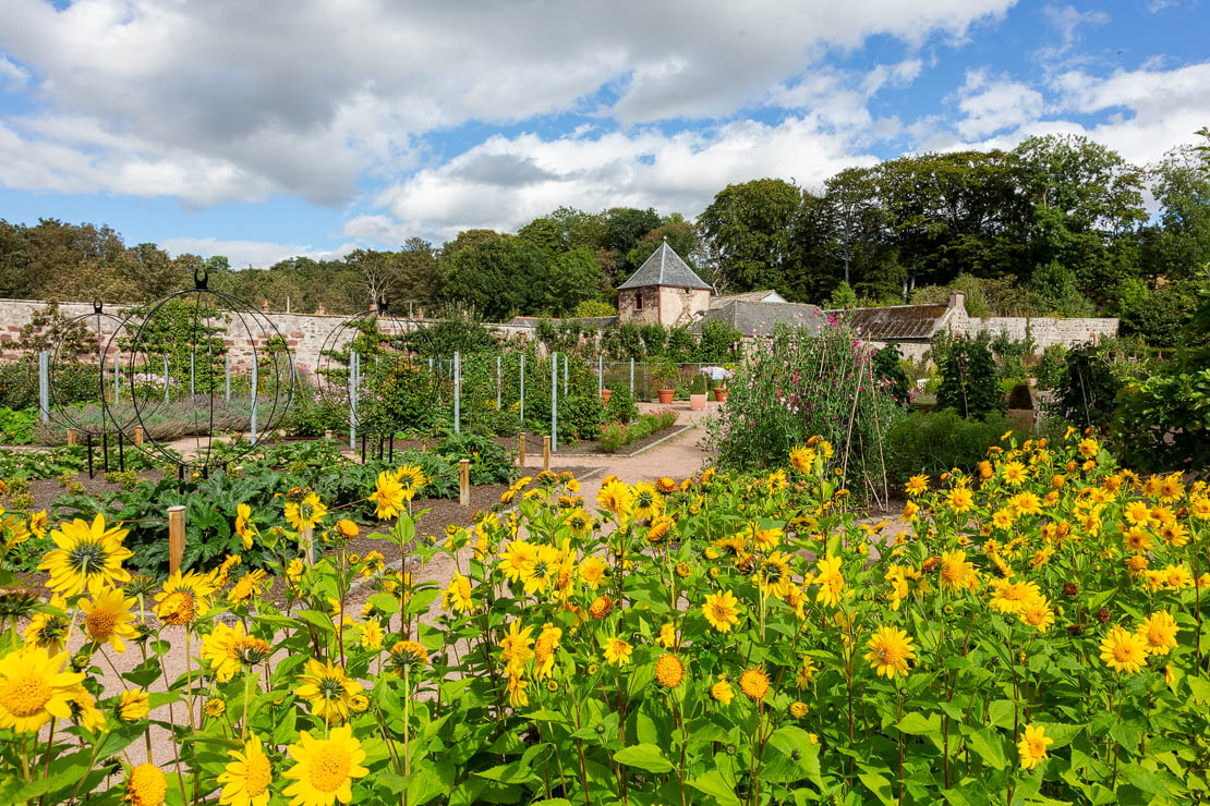Yellow flowers at Fyvie Castle.