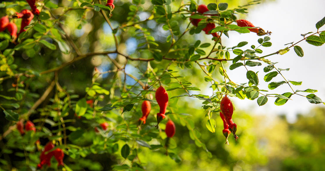 Weird rosehips.