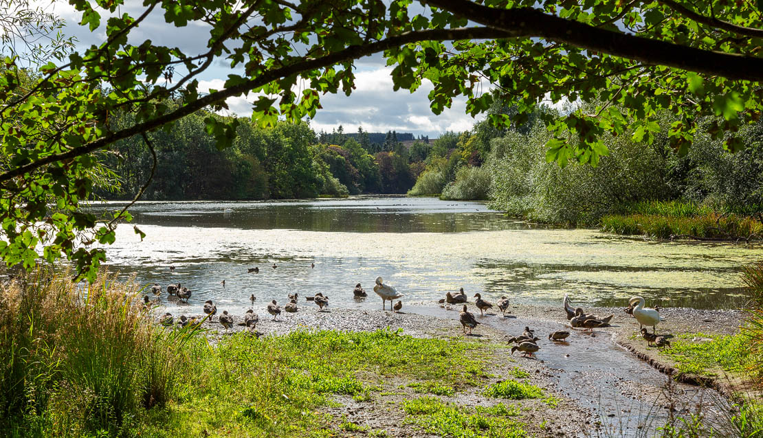 Fyvie's landscape. Ducks and swans.