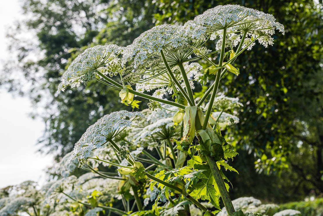Giant hogweed in Scotland. Natural environment.
