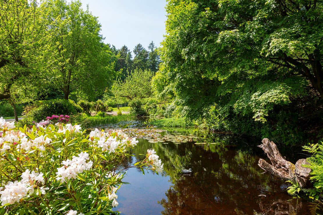 The lily pond at Glen Grant Distillery Gardens.