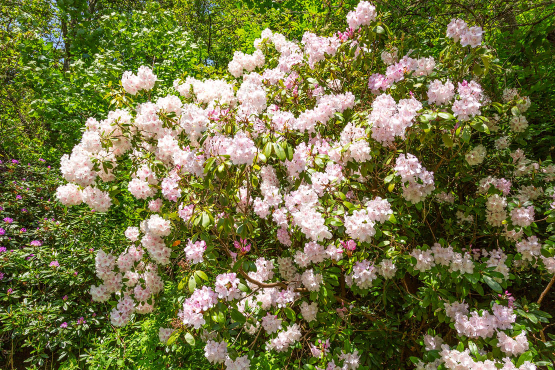 Rhododendron with pink flowers.