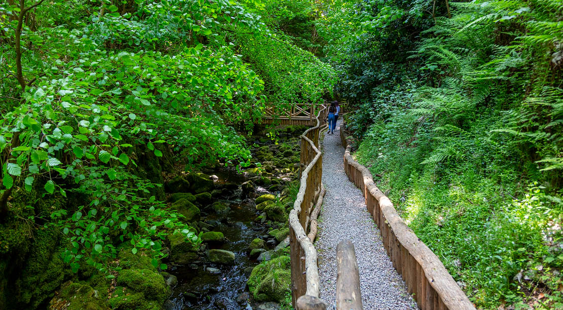 Lush gorge vegetation.