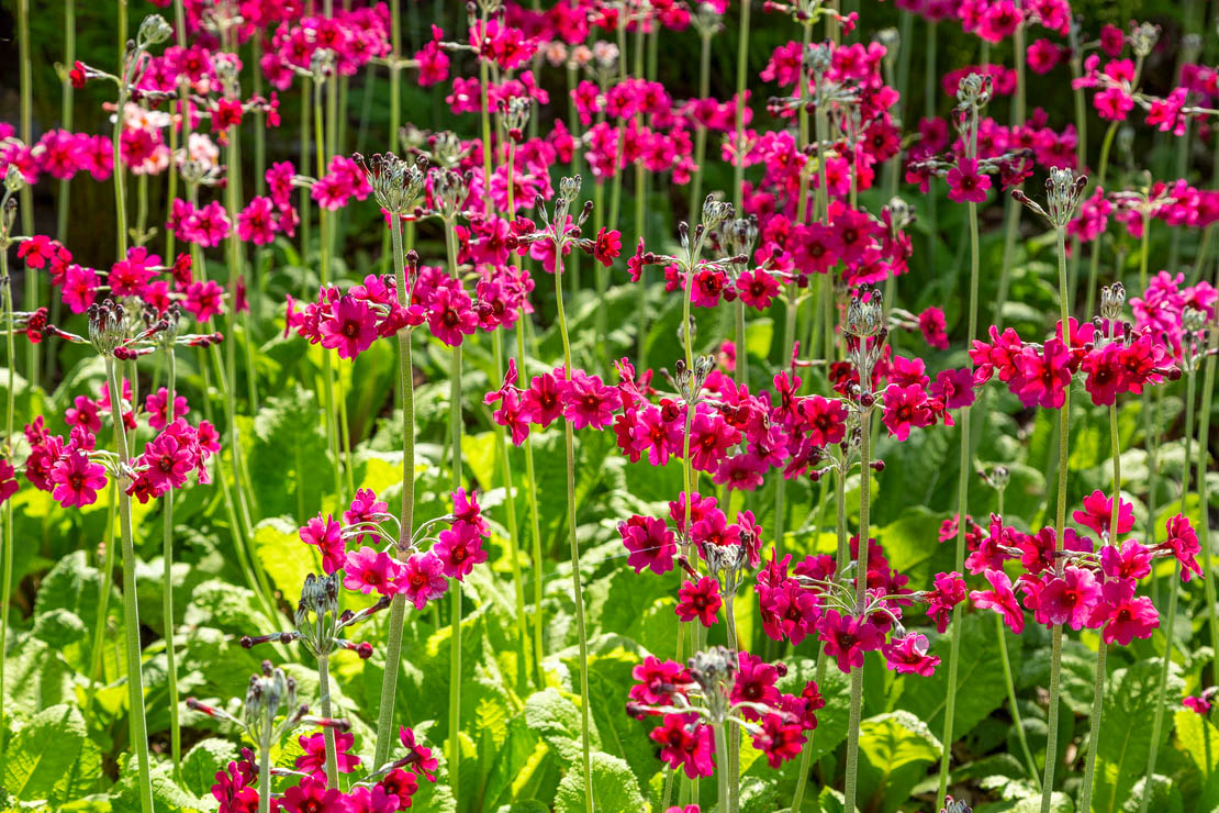 Primrose flowers at Glen Grant Gardens.