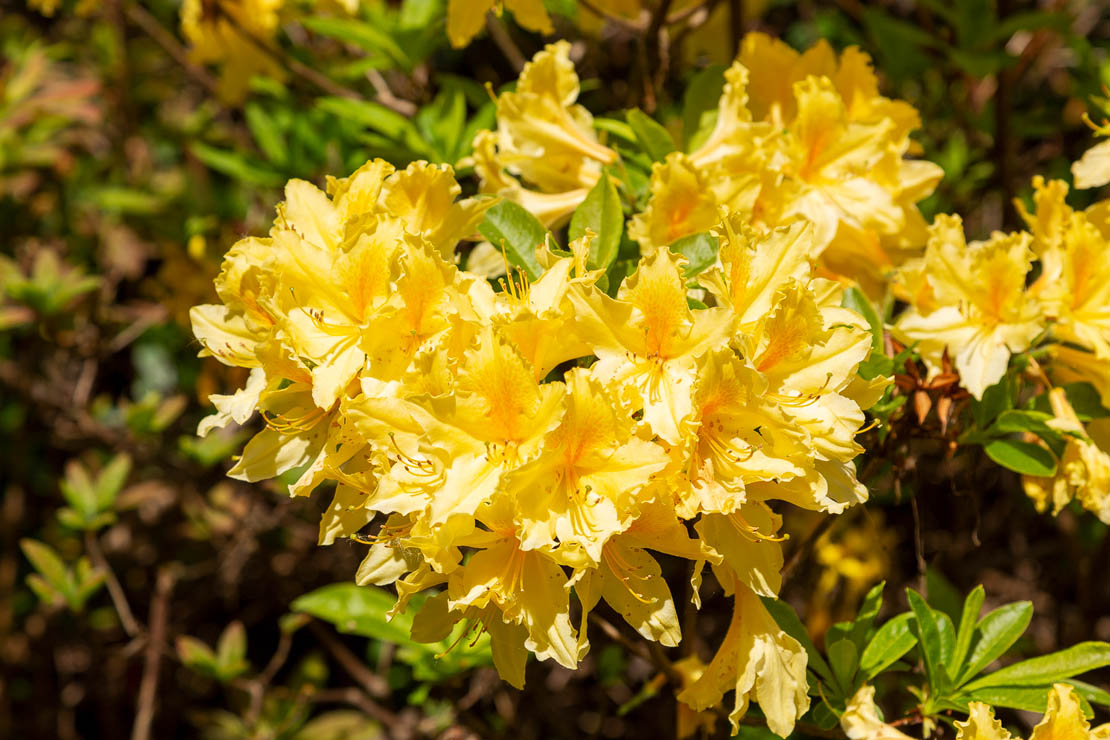 Azaleas at Glen Grant Gardens.