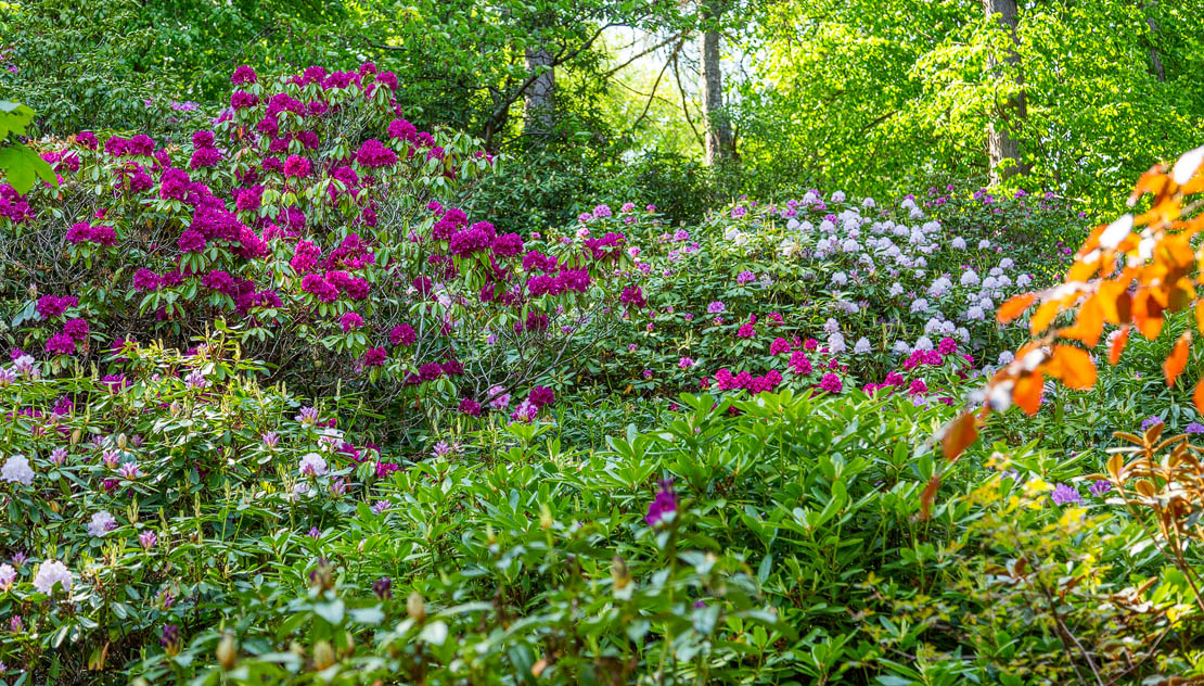 Rhododendrons