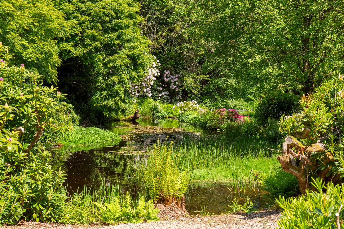 Alternate view of the lily pond.