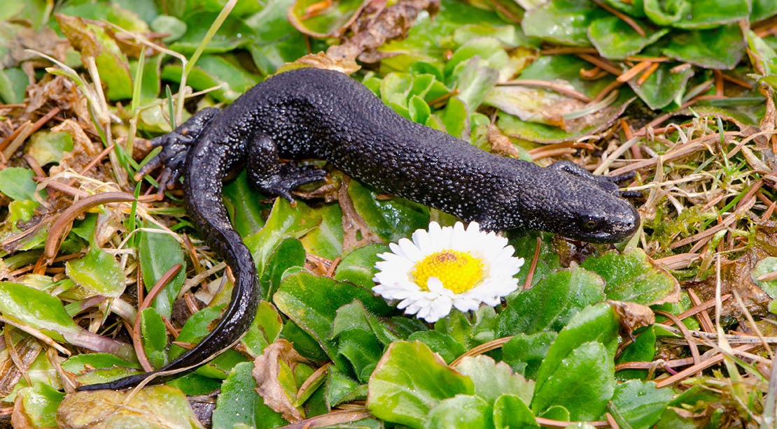 British Newts: A guide to the three main species of newt in the UK