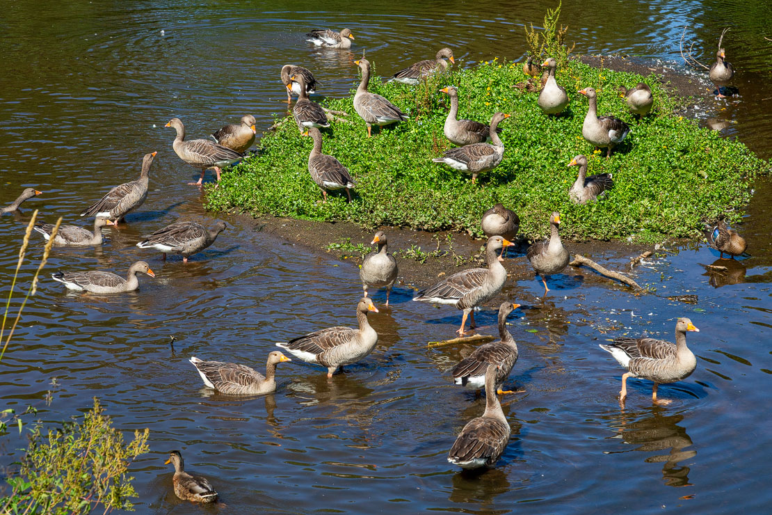 Greylag geese gathered on a small island in the lake at Haddo Country Park