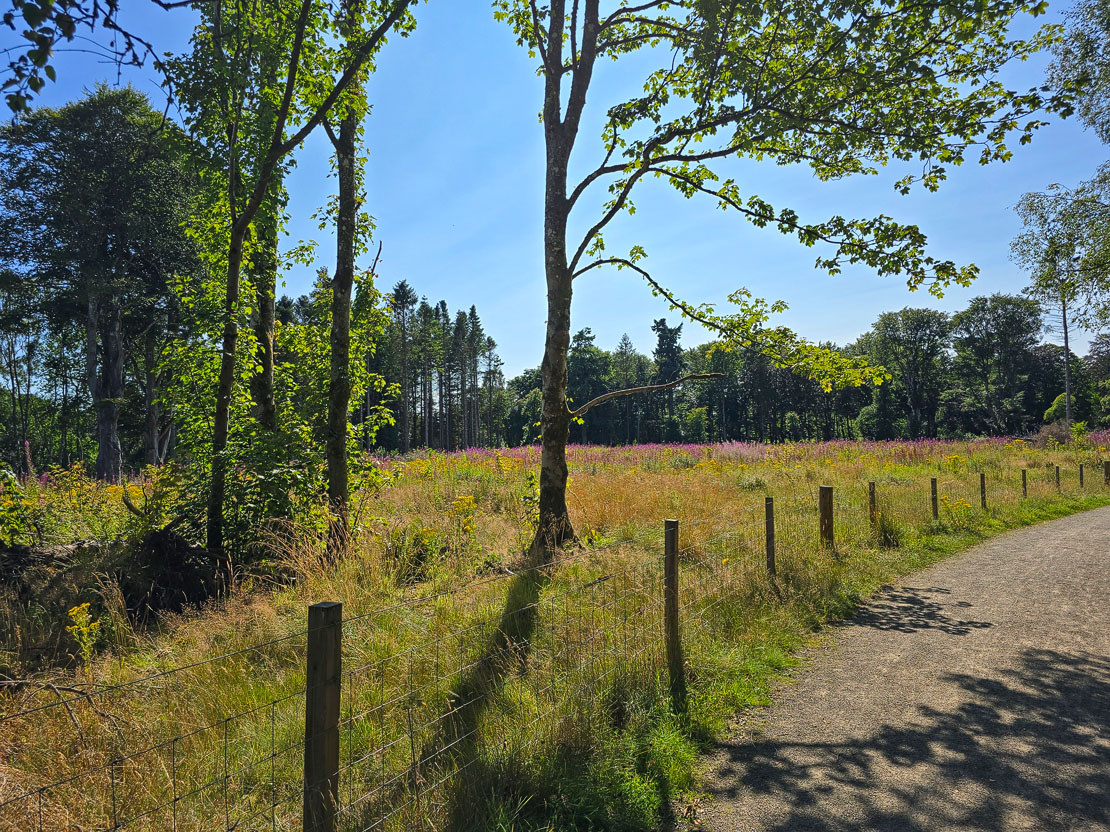 A woodland walk through Haddo Country Park with rosebay willowherb
