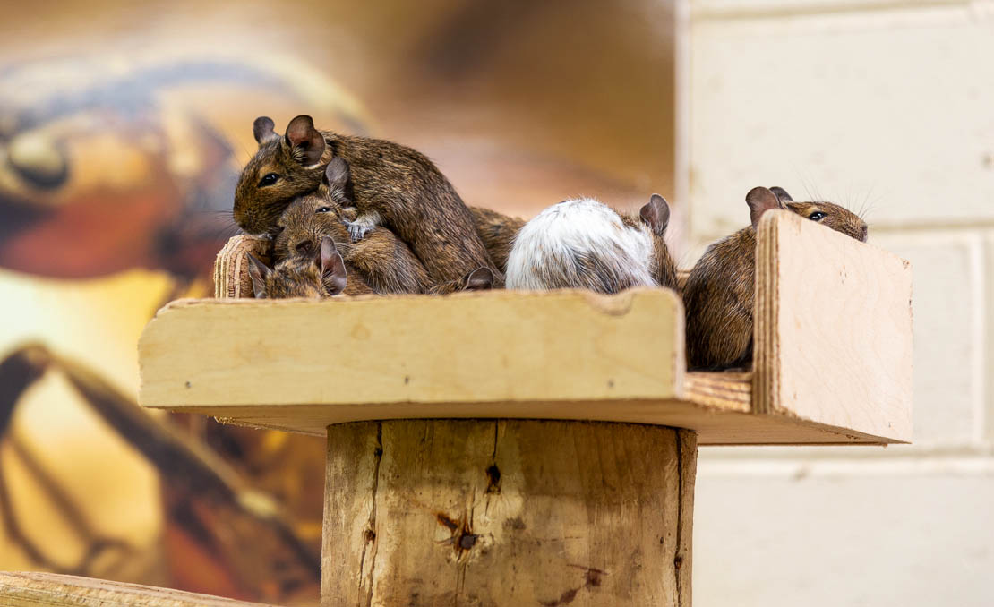 A group of degus.