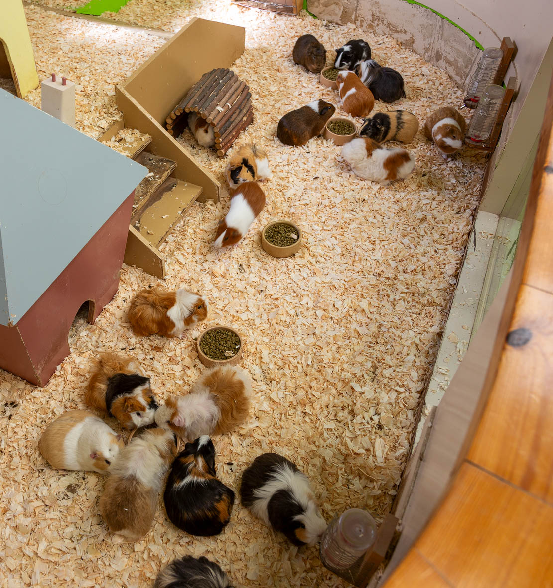 Guinea pigs