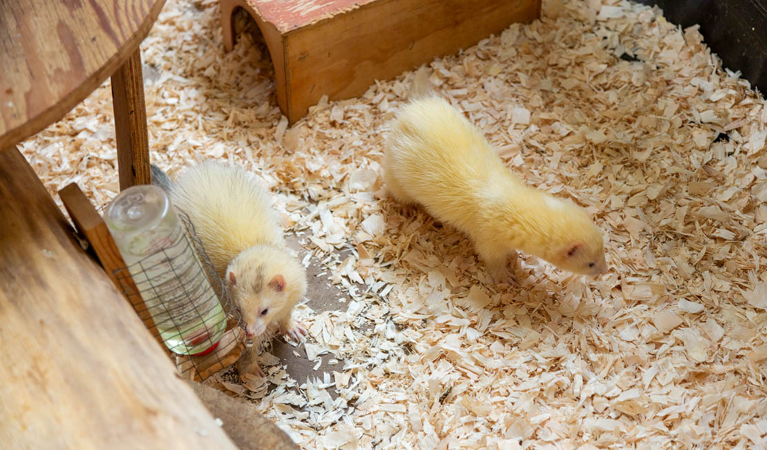 A pair of white ferrets.