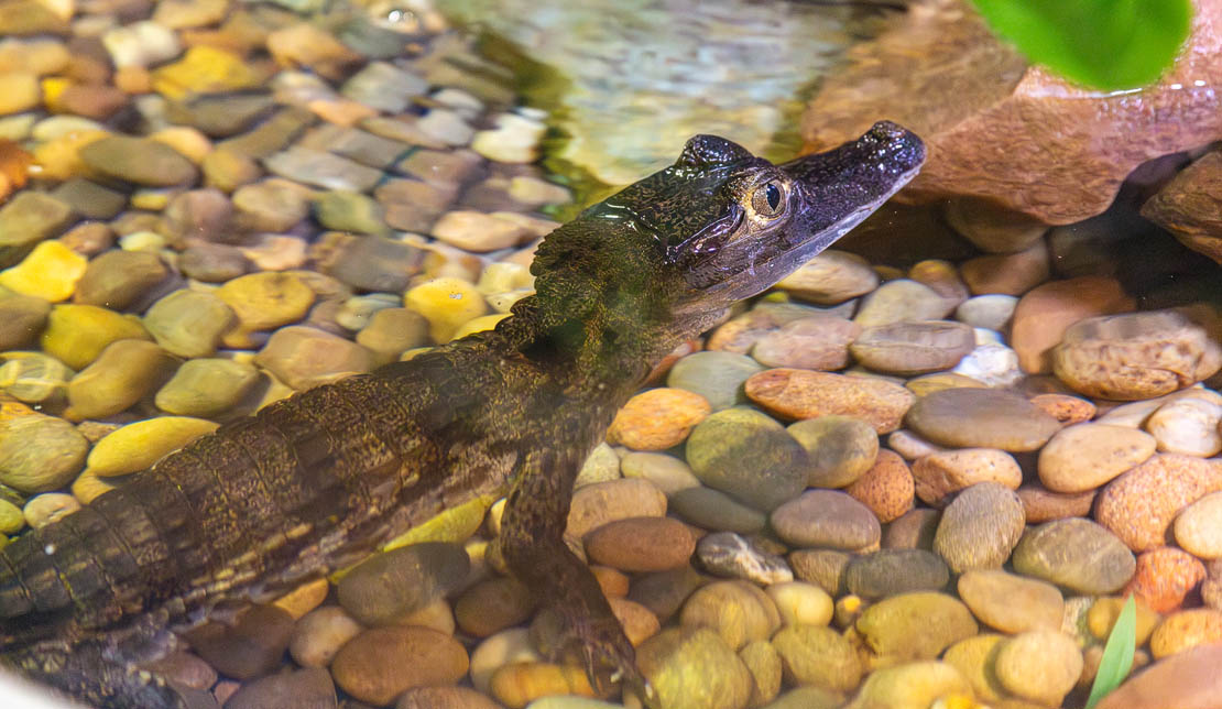Spectacled caiman - Caiman crocodilus