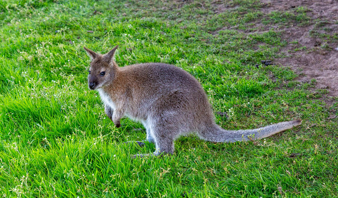 Wallaby