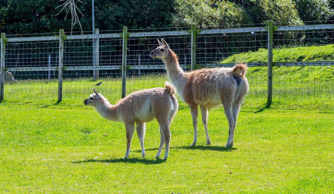 A pair of Llamas.