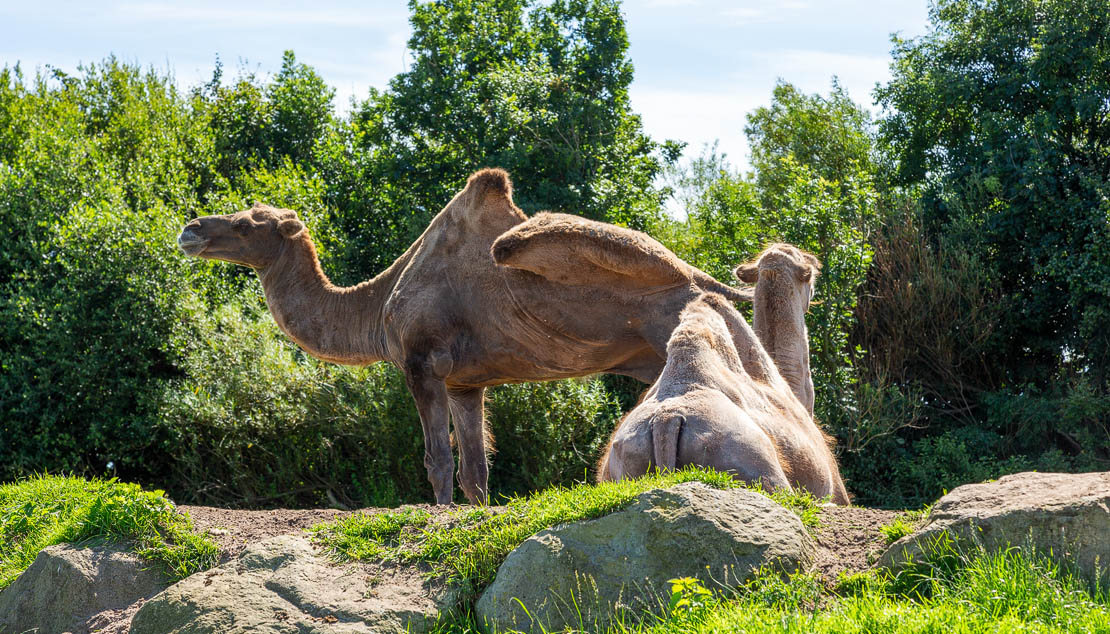 Camels.