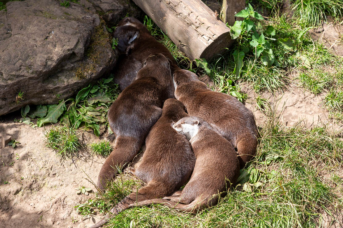 Otters