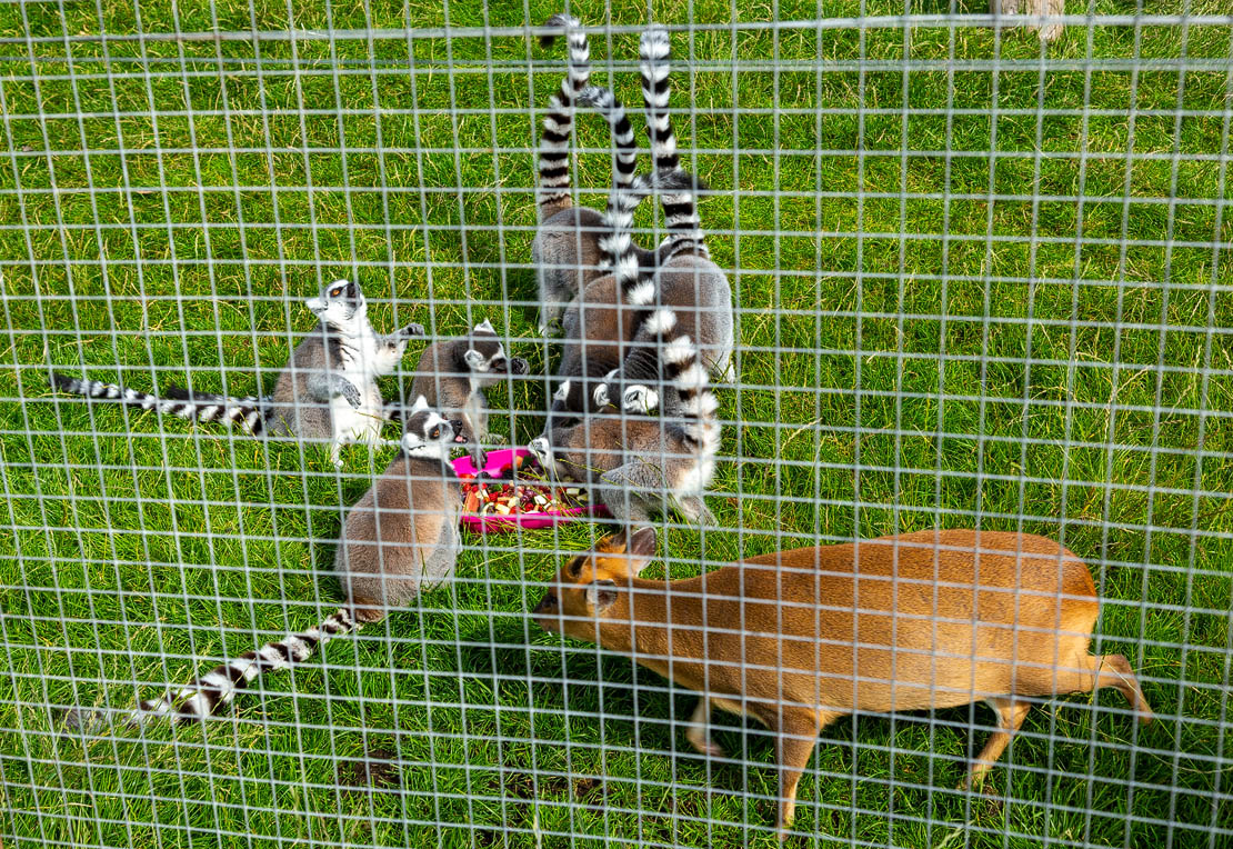 Lemurs