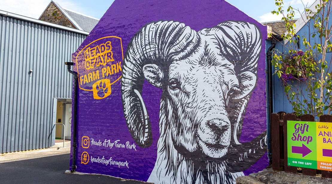 Heads of Ayr ram head.