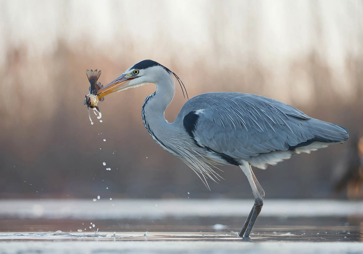 Herons in Scotland – A Complete Guide to the Grey Heron
