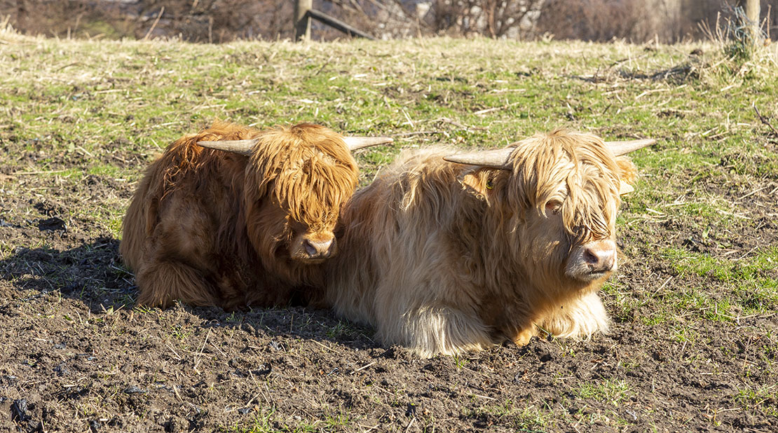 Highland Cow calves