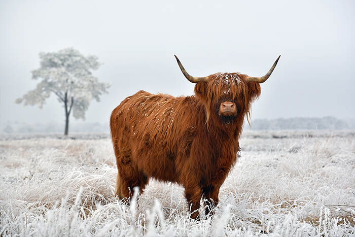Scotland's real national animal - the proud highland cow!