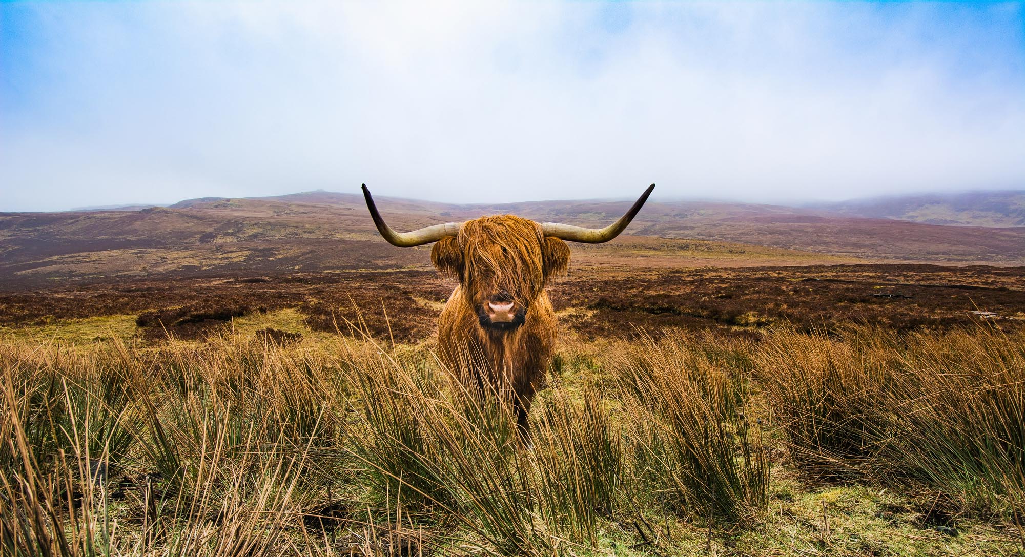 Highland Cows