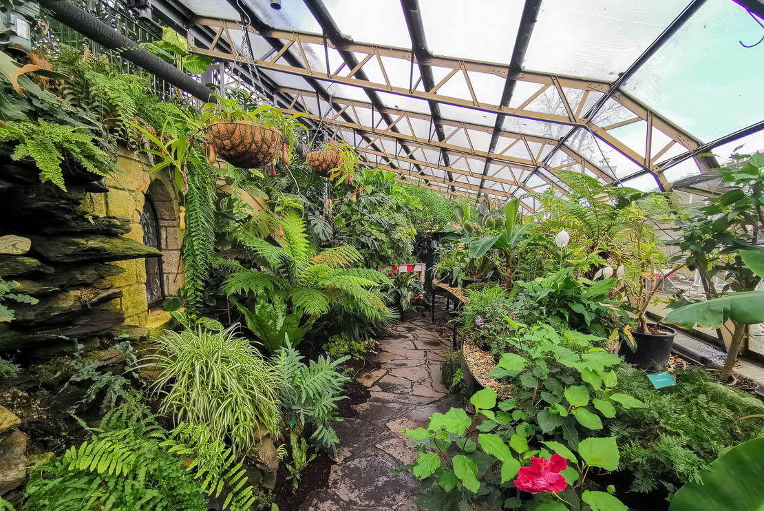 Plantlife in the Tropical House, Inverness.