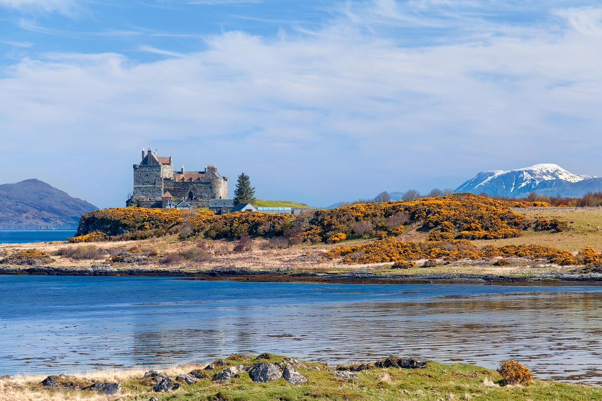 Duart Castle on the Isle of Mull surrounded by yellow gorse with a snow-capped mountain in the background