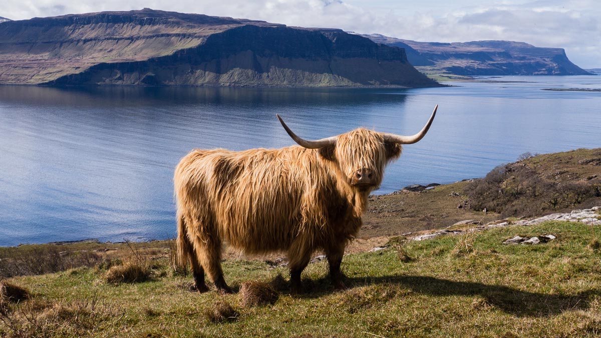 A Highland cow standing on a grassy slope on the Isle of Mull with dramatic sea cliffs and a loch in the background