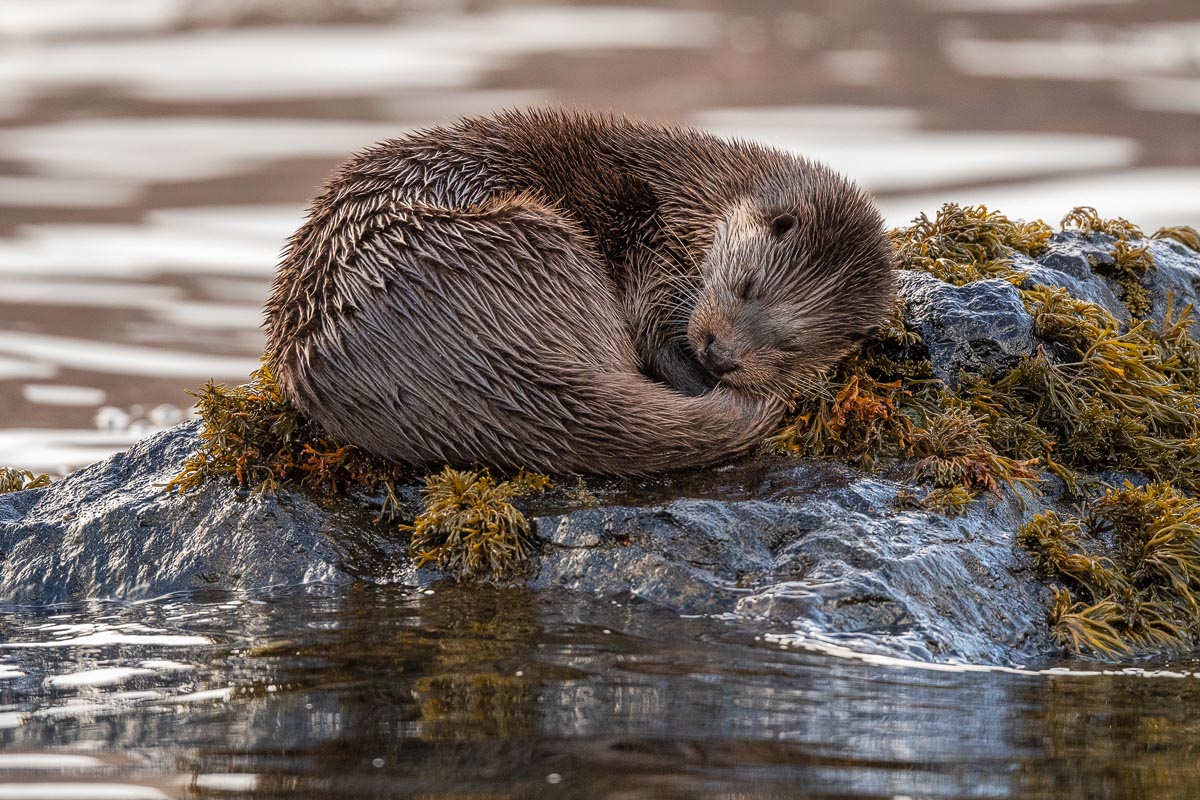 An otter curled up sleeping on seaweed-covered rocks at the water''s edge on the Isle of Mull