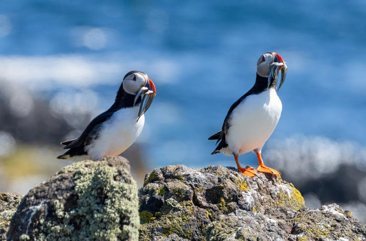 Two puffins standing on rocks with sand eels in their beaks on the Treshnish Isles near the Isle of Mull
