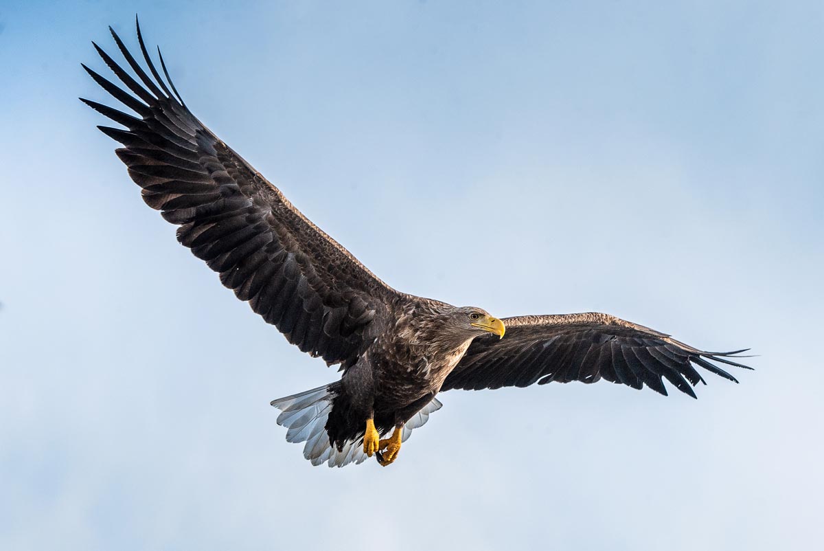 A white-tailed eagle soaring with wings fully spread against a blue sky over the Isle of Mull