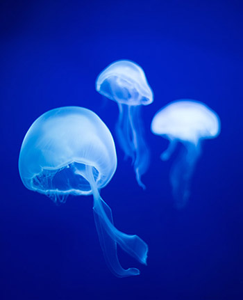 Jellyfish At Macduff Aquarium