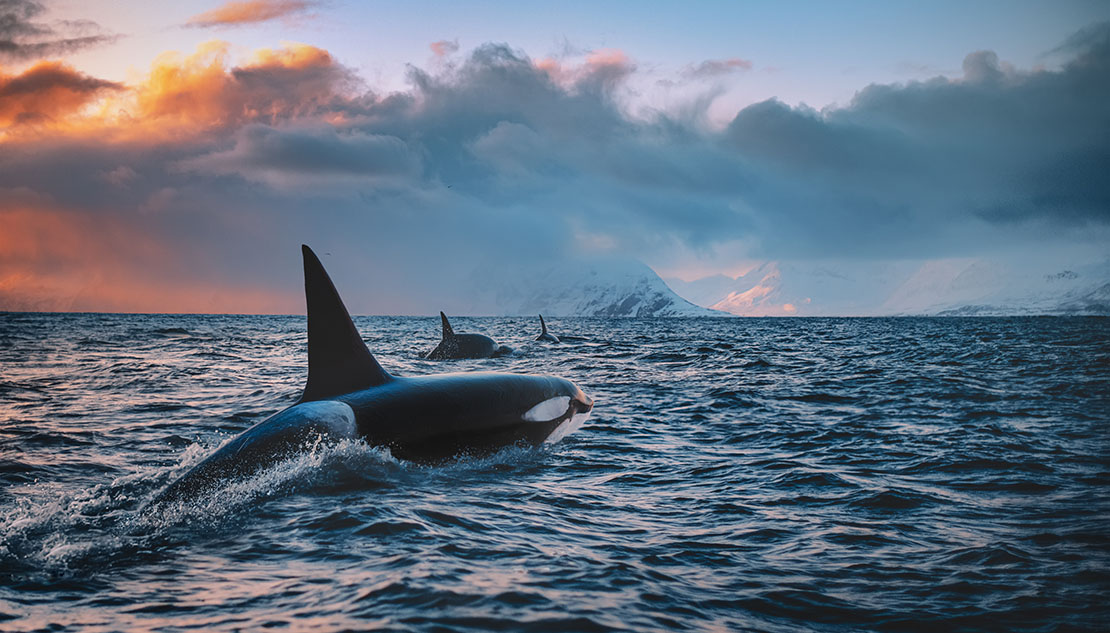 Orcas swimming in the north sea off Scotland.