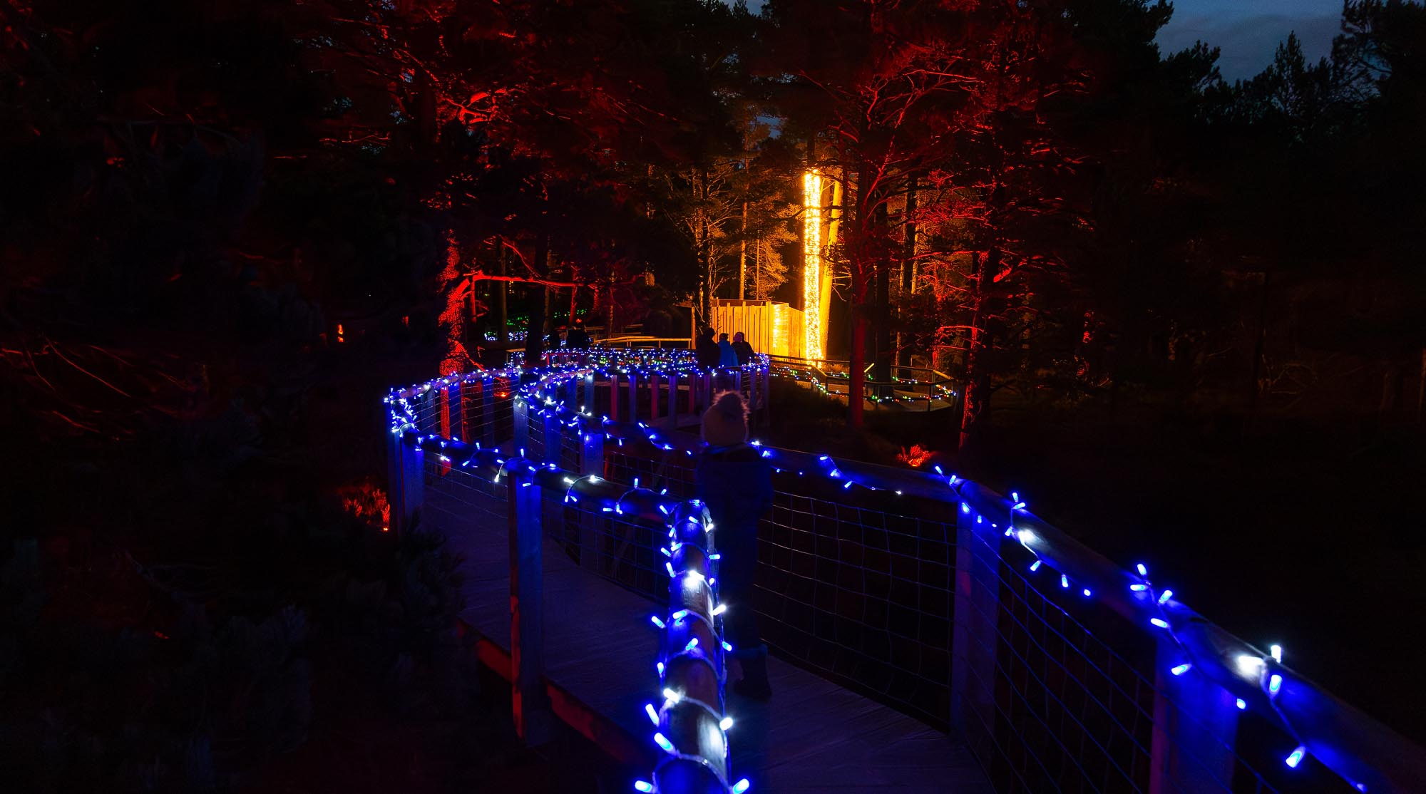 Ancient Forest Twi-Lights at Landmark Aviemore