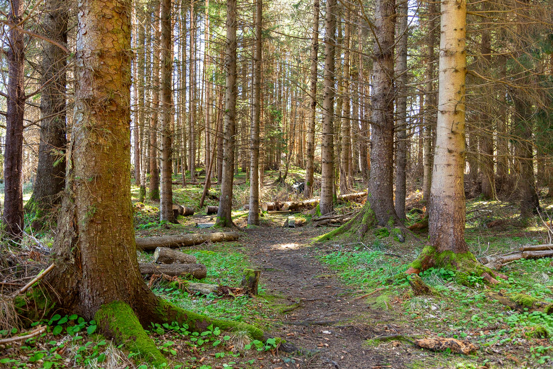 Leith Hall forest walk. Mixed woodland.