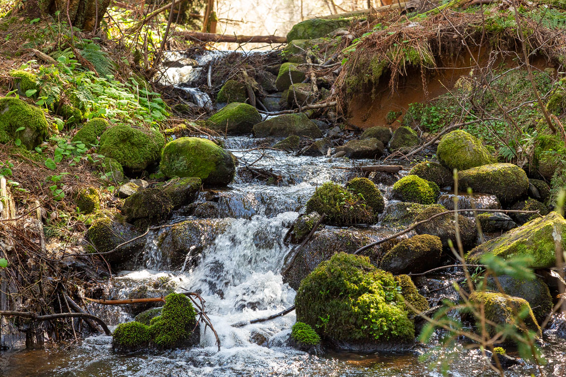 Leith Hall Waterfall, we saw a bird hide close by.
