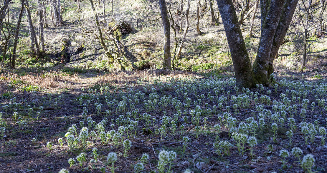 White butterbur flowers on the river banks.