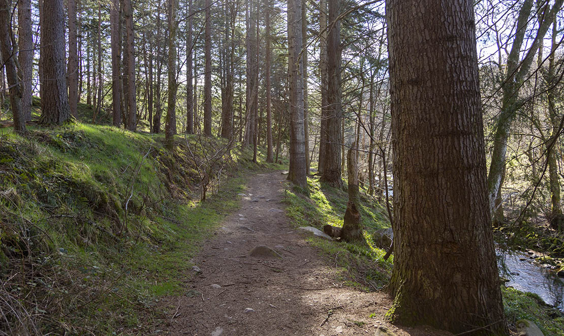 Forest walk.