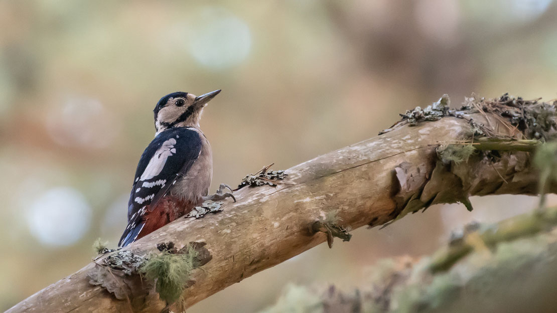 Loch Garten woodpecker.