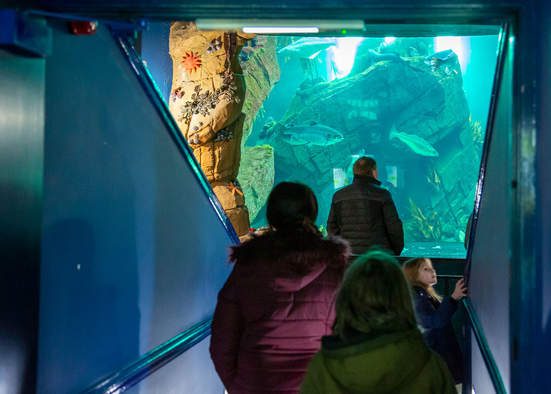 Discover how the aquarium works.