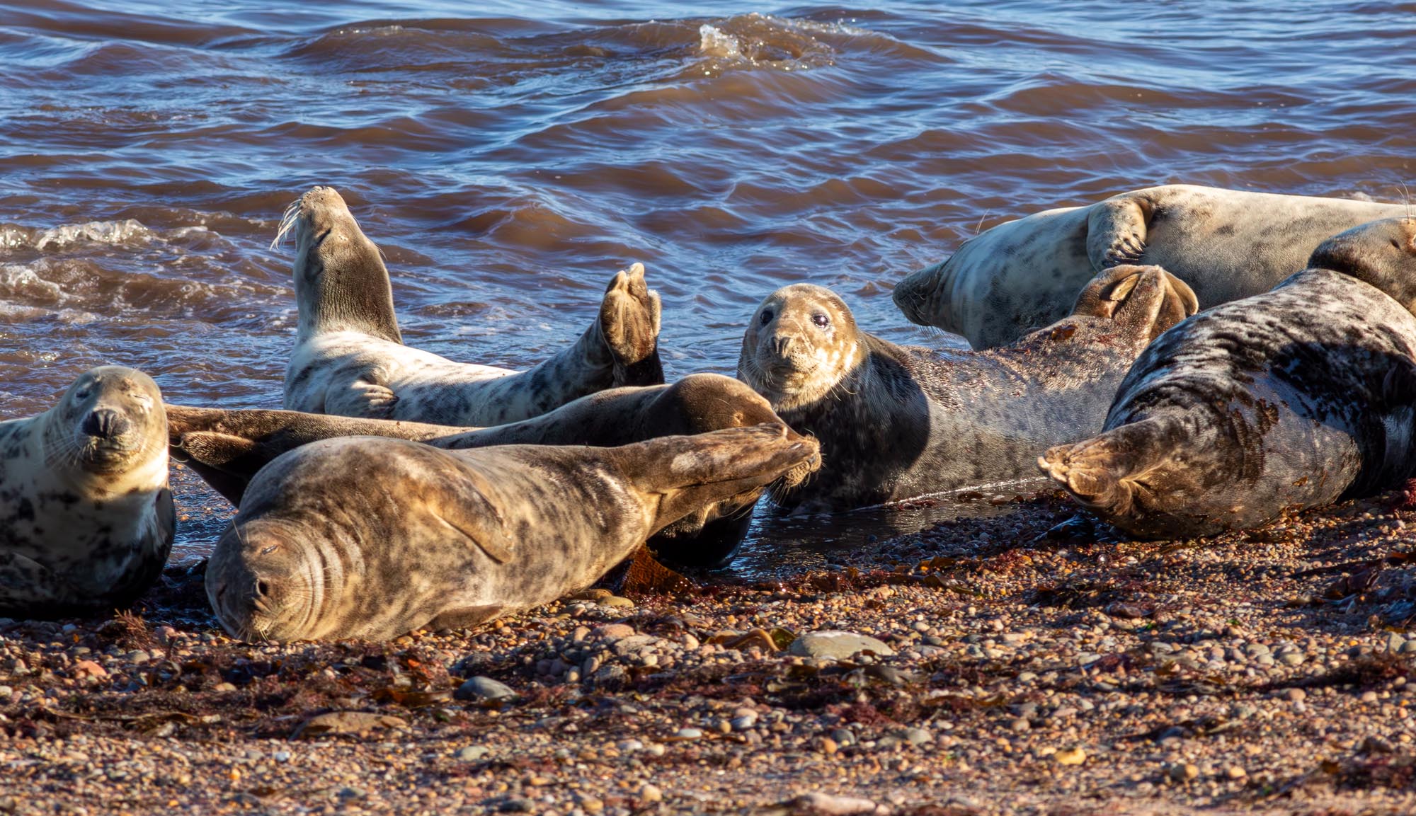 Moray Firth Seals