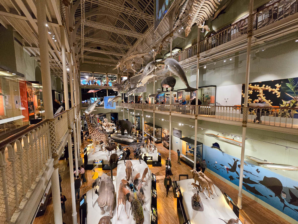 The Animal World gallery from an upper level showing suspended whale and dolphin specimens above taxidermied animals