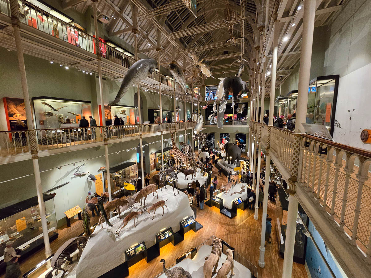 A wider view of the Animal World gallery showing the full scale of the collection with suspended marine creatures and taxidermied animals