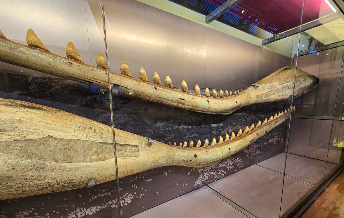 Sperm whale jawbones in a glass display case with scrimshaw etchings