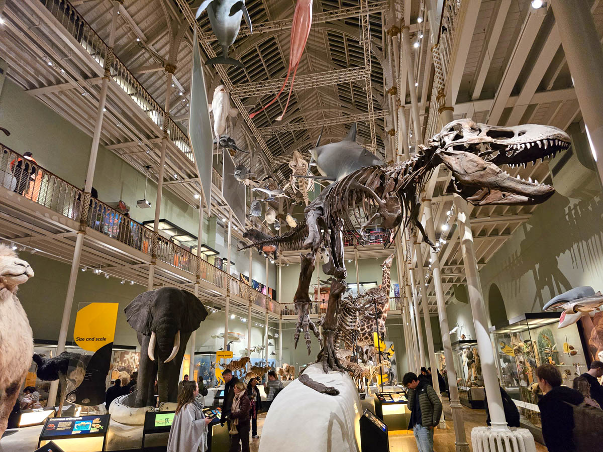 The Animal World gallery at ground level showing the T. rex skeleton, elephant, giraffe, and suspended marine creatures