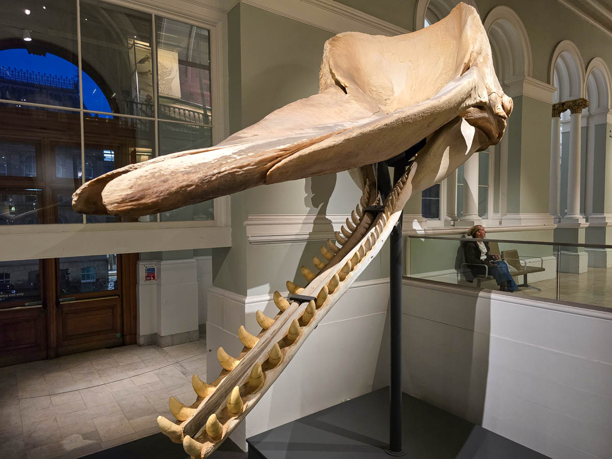 A massive sperm whale skull with jaw open displaying rows of conical teeth at the National Museum of Scotland