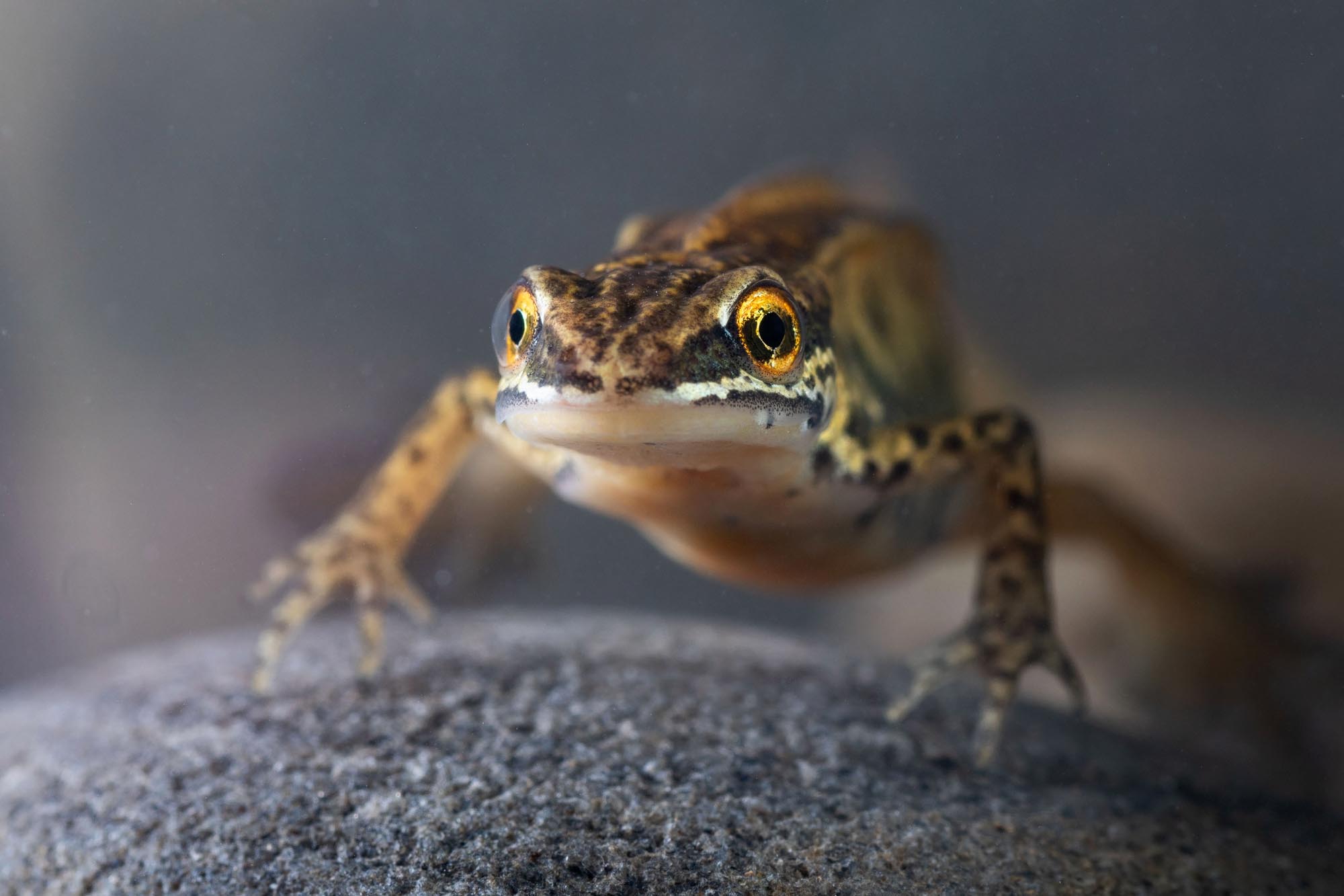 British Newts: A short guide